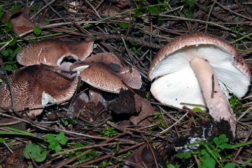 Lepiota sp. (cfr. Lepiota brunneoincarnata)